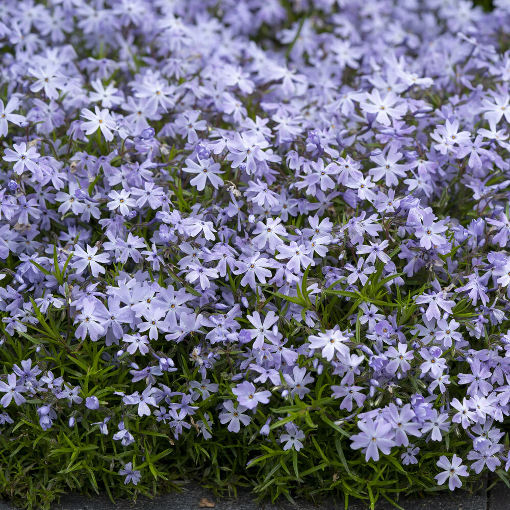 Teppich-Flammenblume 'Emerald Cushion Blue'