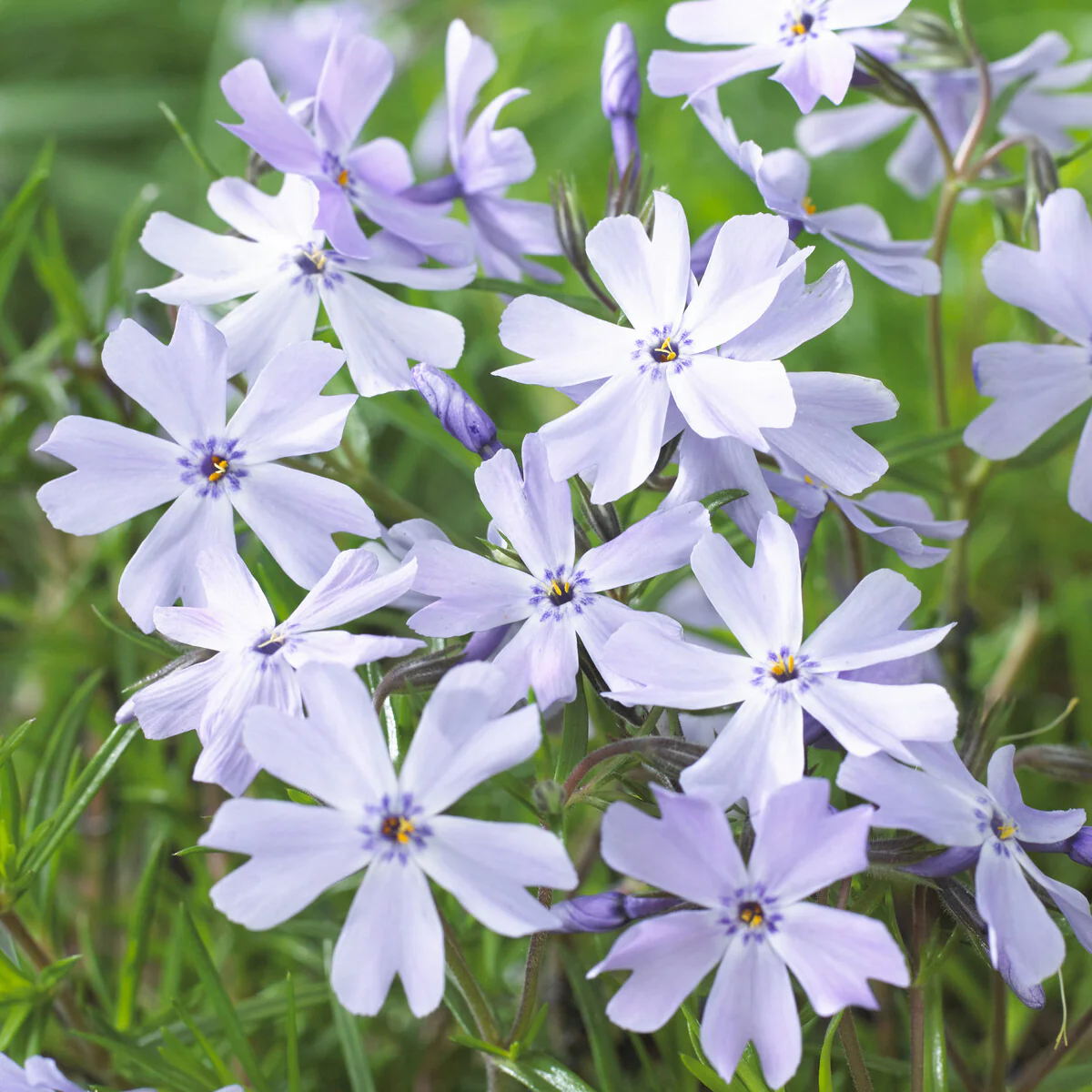 Teppich-Flammenblume 'Emerald Cushion Blue' - Image 2