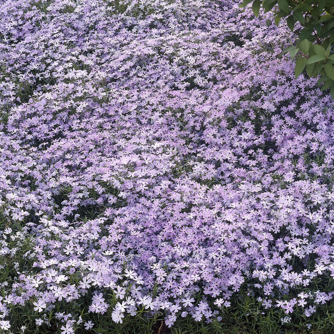Teppich-Flammenblume 'Emerald Cushion Blue' - Image 3
