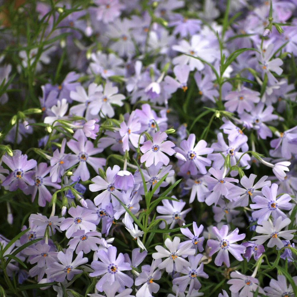 Teppich-Flammenblume 'Emerald Cushion Blue' - Image 4