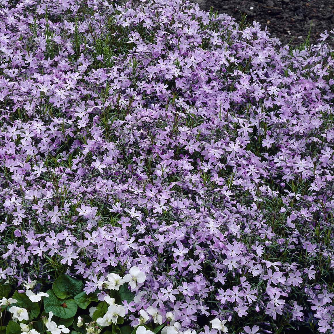 Teppich-Flammenblume 'Emerald Cushion Blue' - Image 5