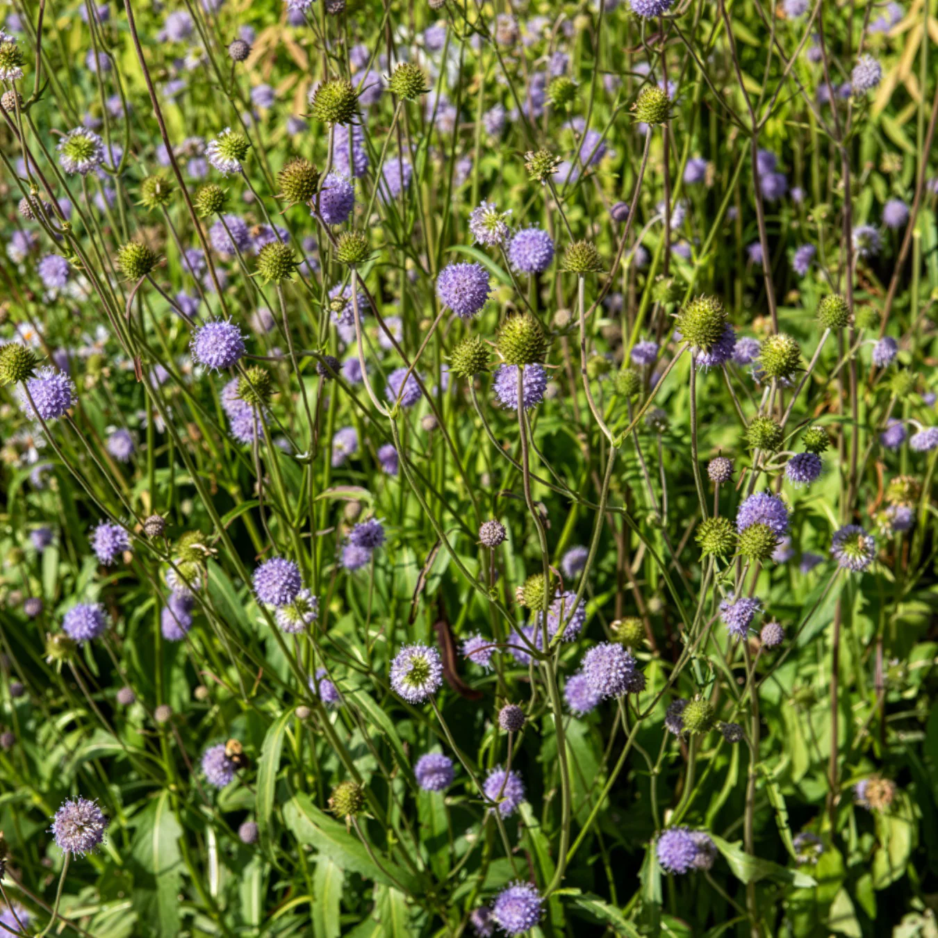 Teufelsabbiss - Image 3