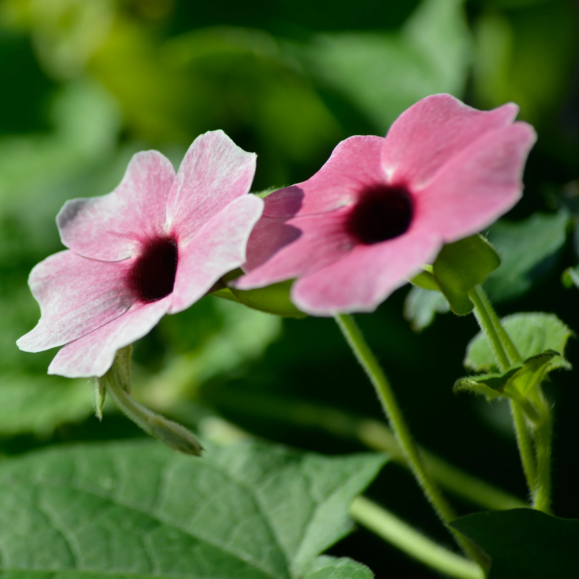 Thunbergia alata Sunny Suzy Rose Sensation - Image 3