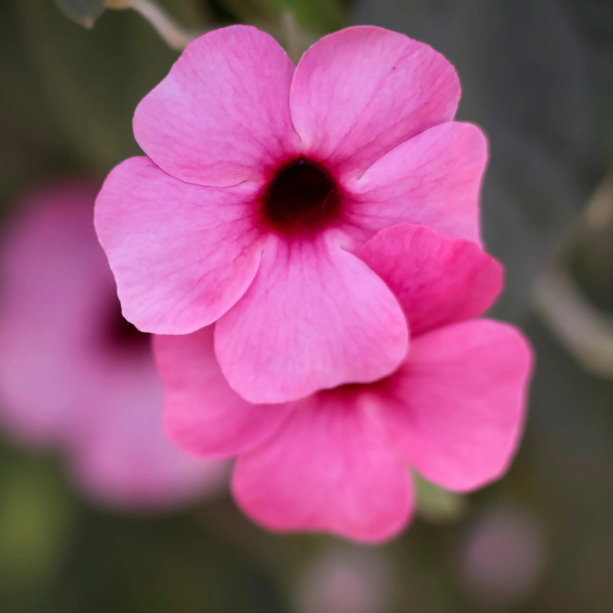 Thunbergia alata Sunny Suzy Rose Sensation - Image 4