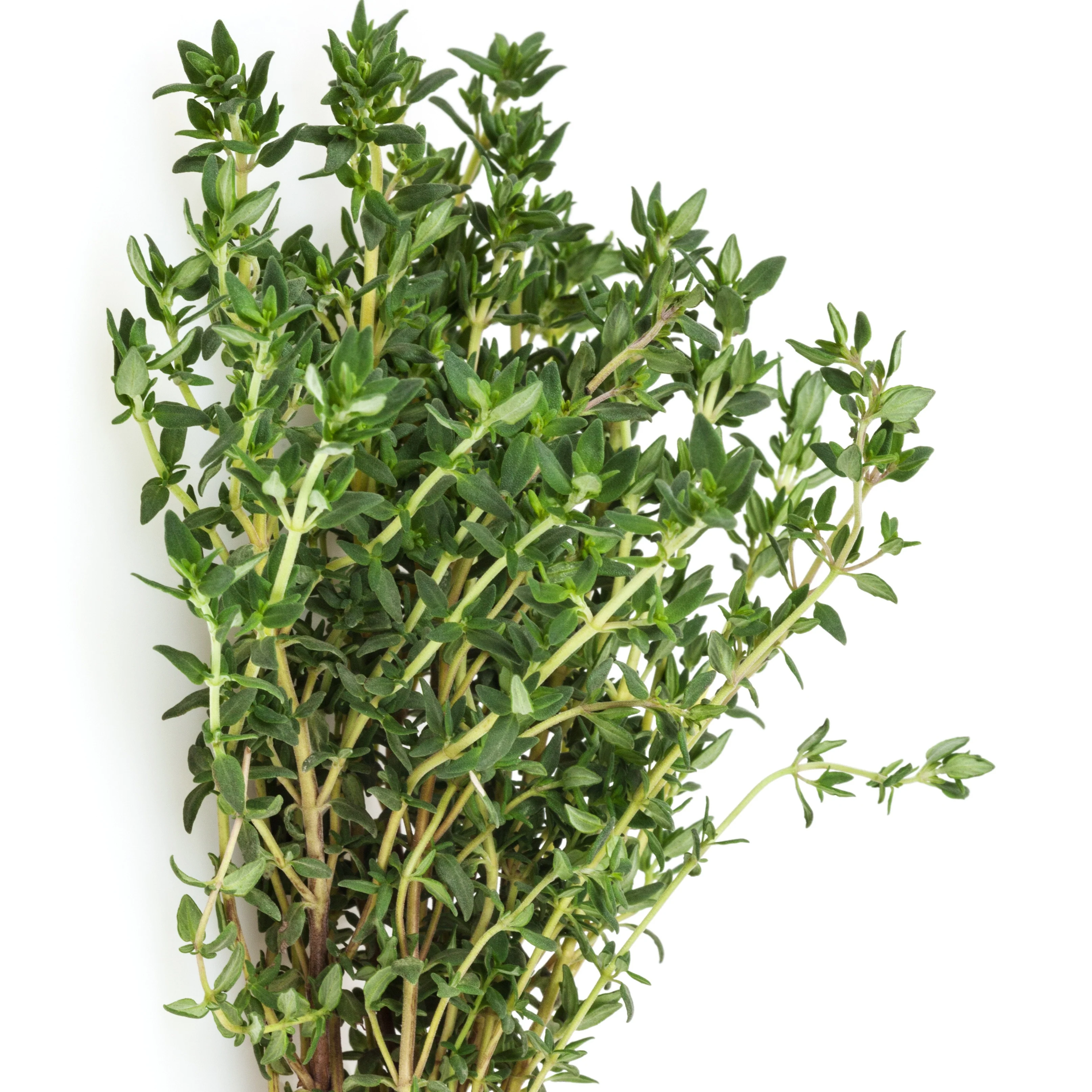 Thymian Pflanze - Image 3