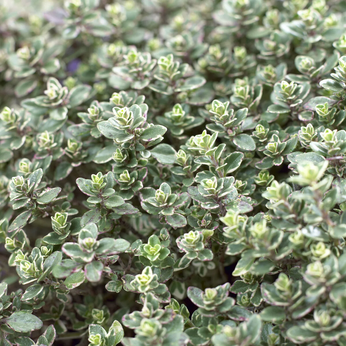Thymian 'Silver Queen' - Image 2
