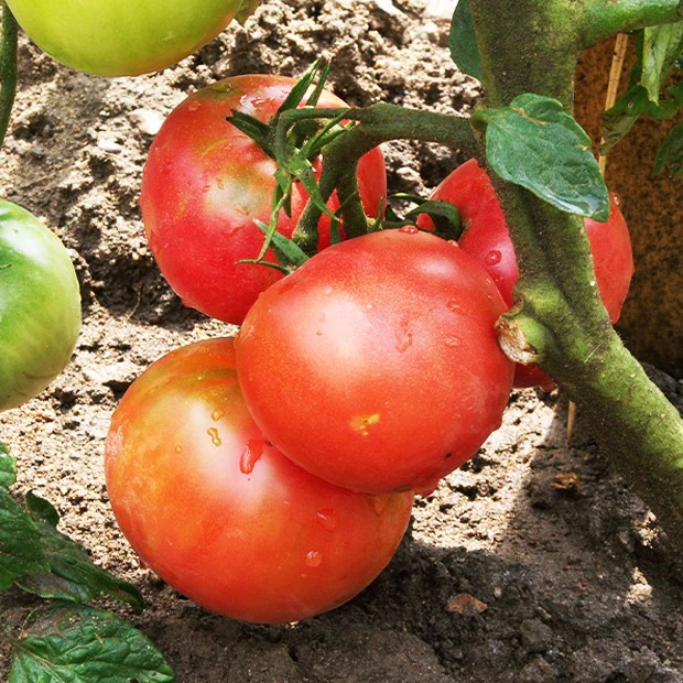 Tomate 'Berner Rose' (x3)