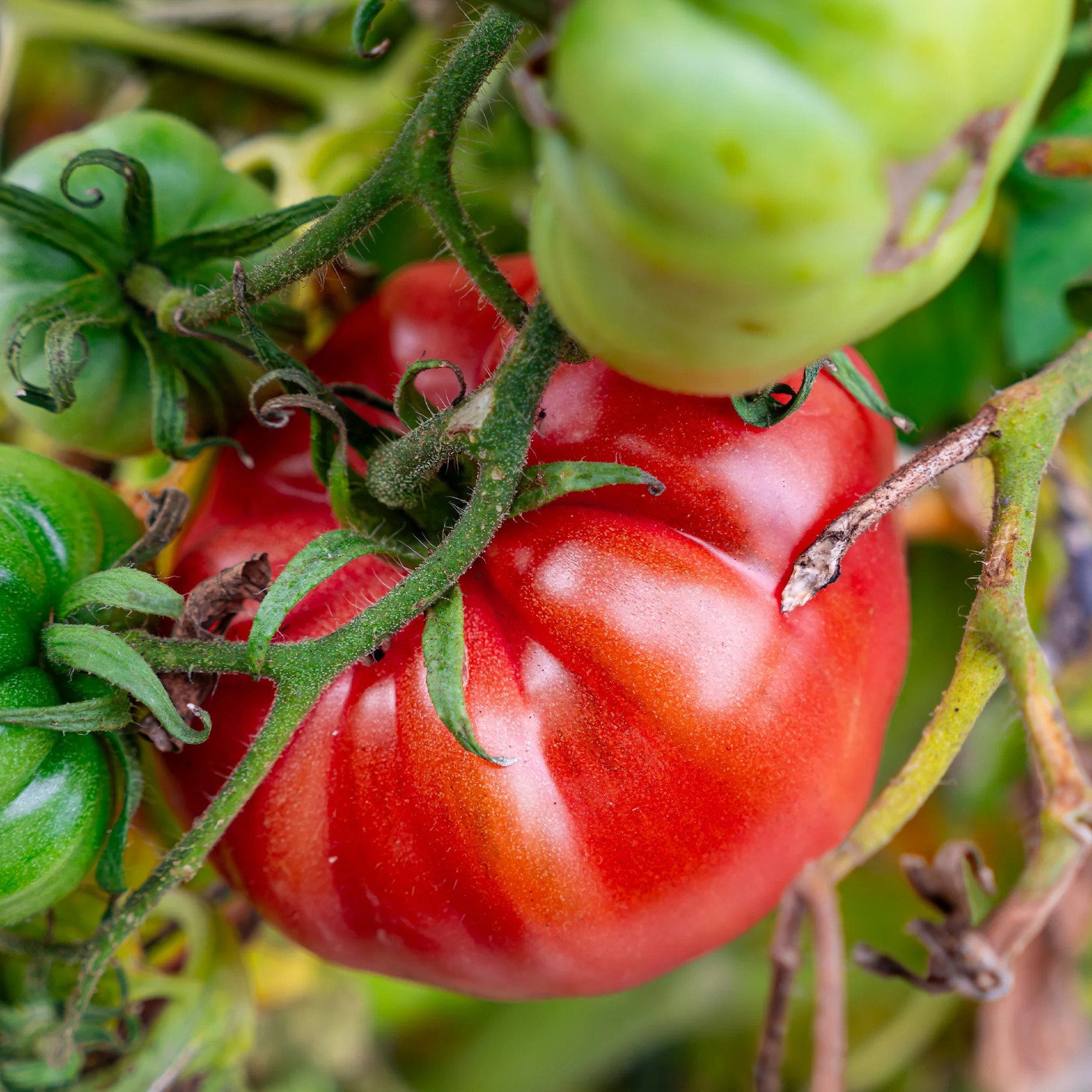 Tomate Brandywine