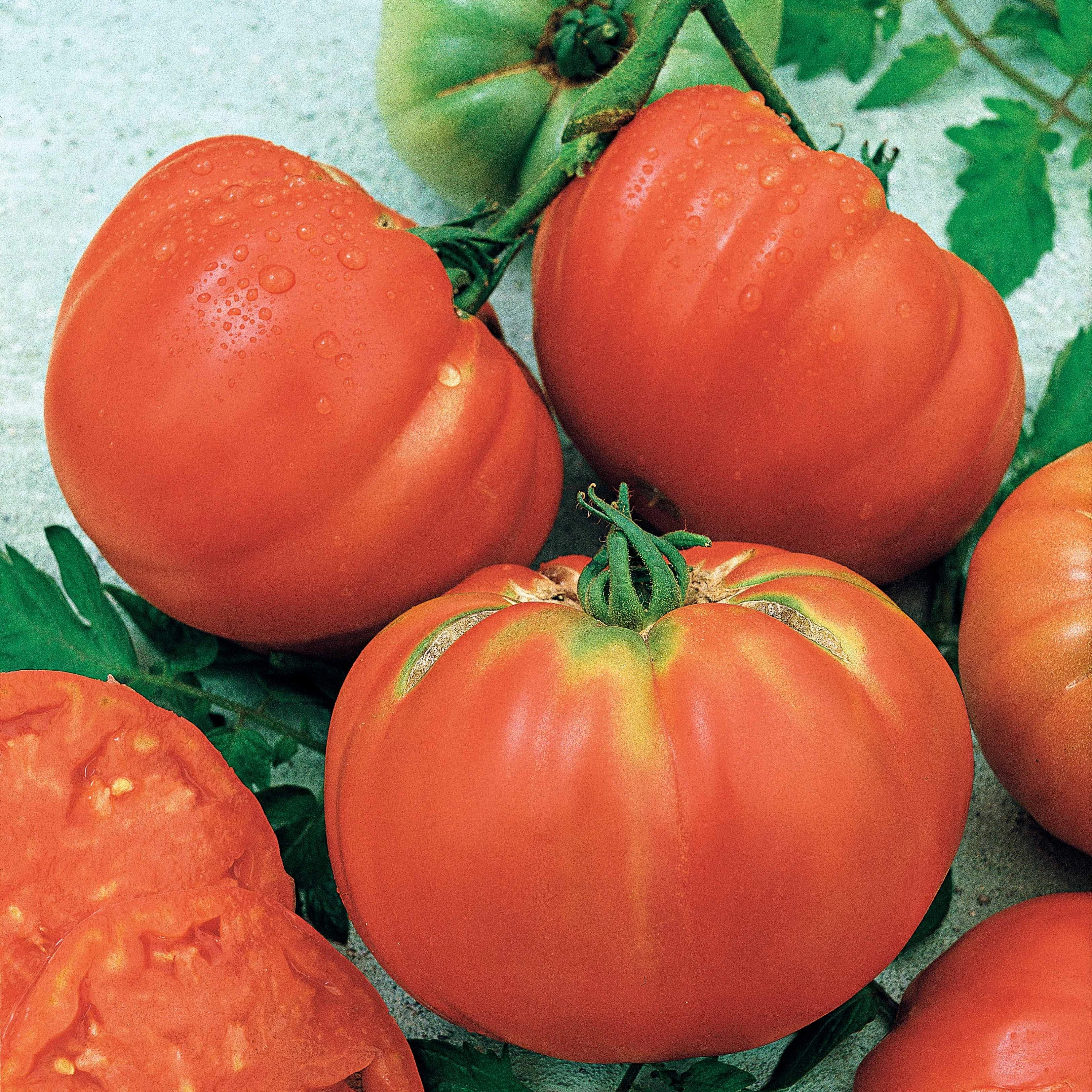 Tomate Brandywine - Image 2