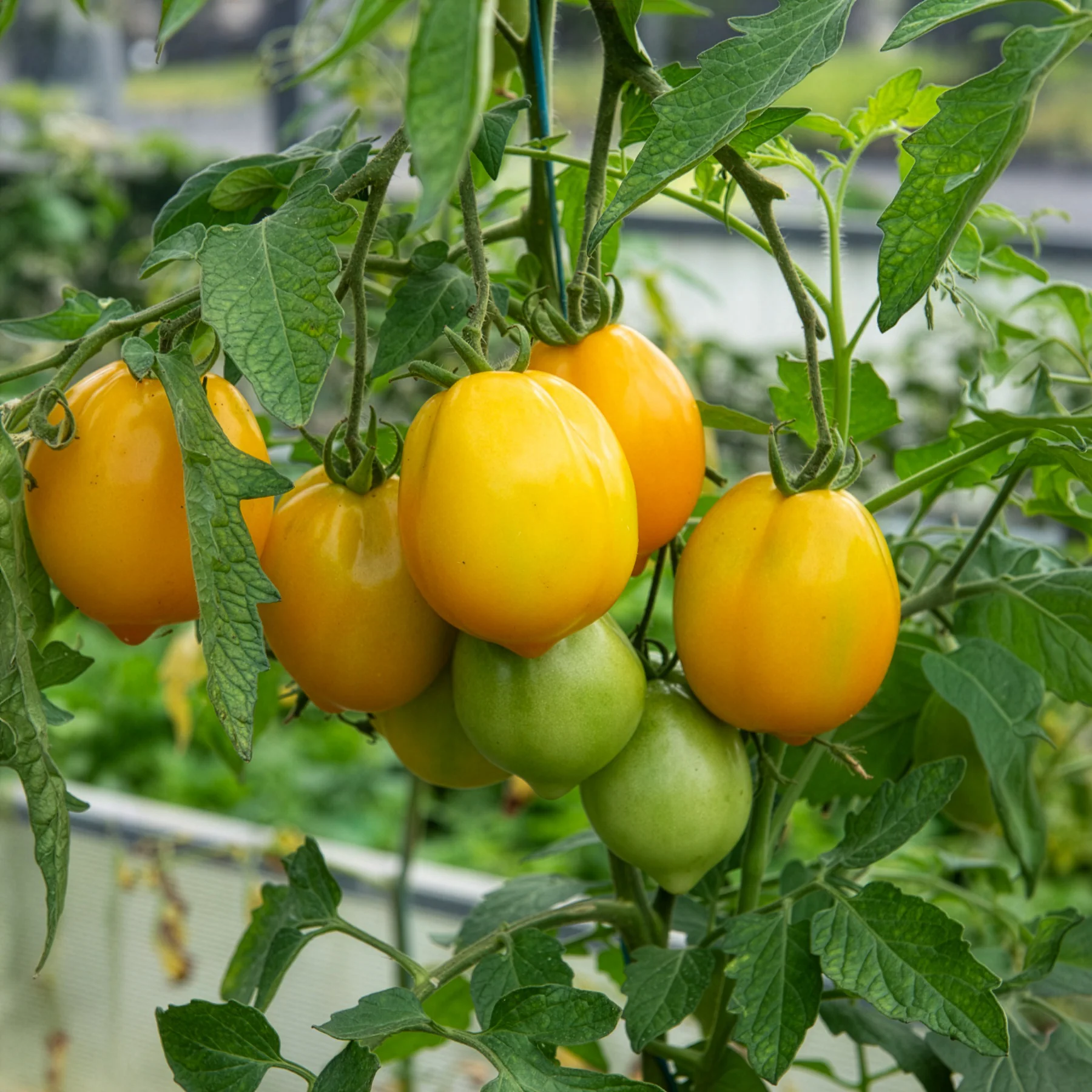 Tomate ‘Lemon Tree’ - Image 5