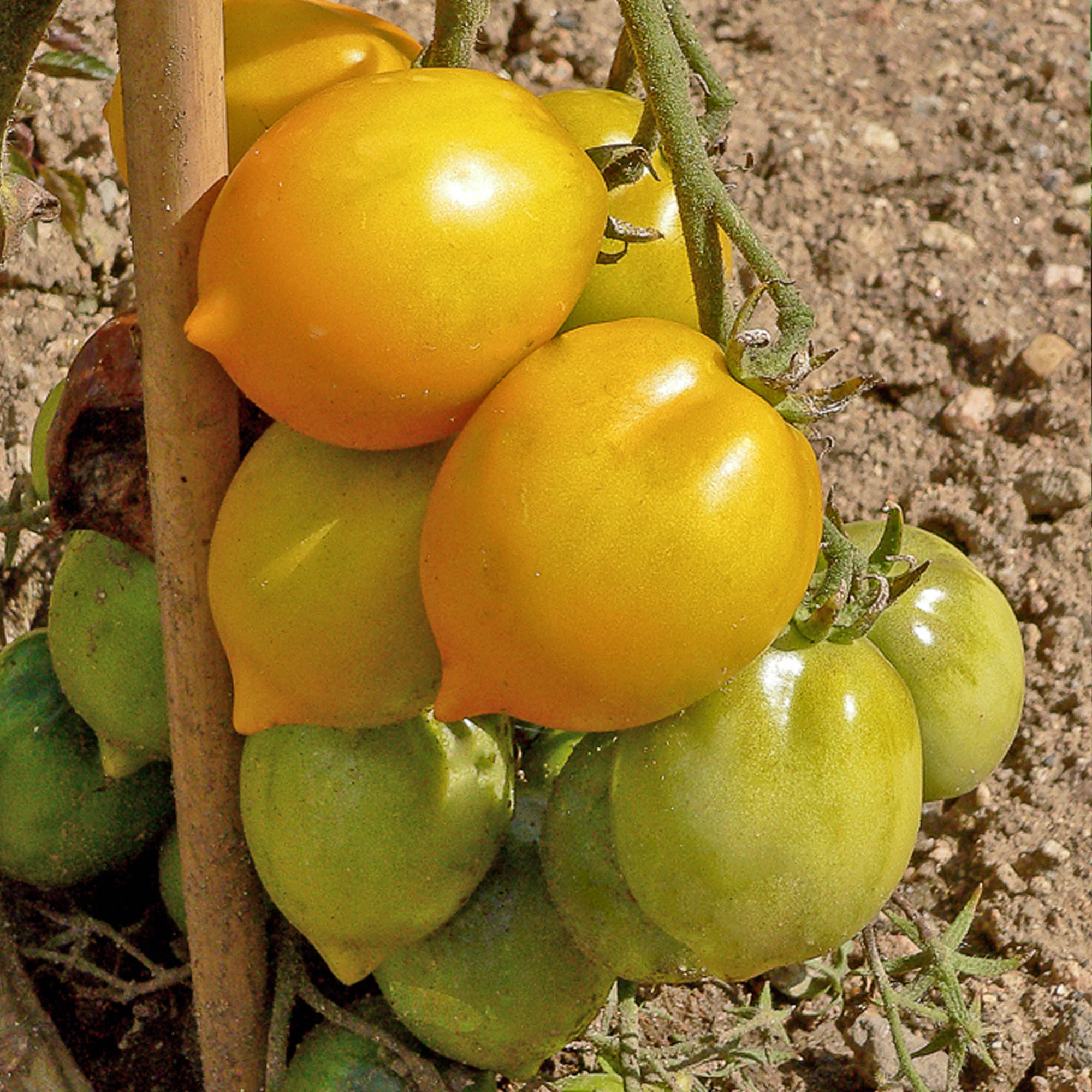 Tomate ‘Lemon Tree’ - Image 6