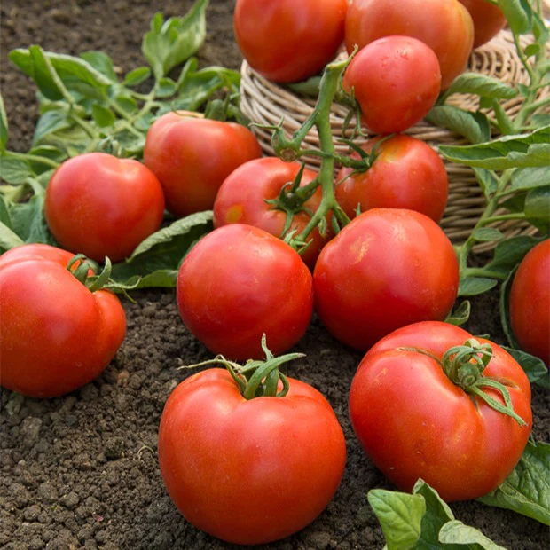 Tomate Montfavet 63/5 F1