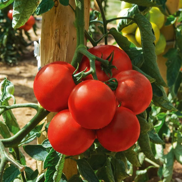 Tomate Montfavet 63/5 F1 - Image 2
