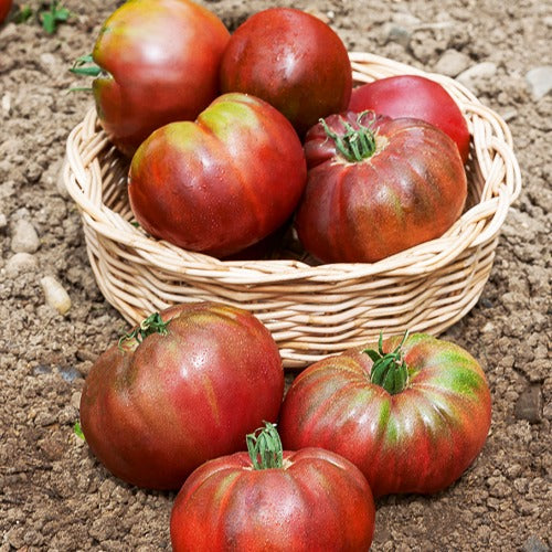 Tomate ‘Noire de Crimée’ - Image 3