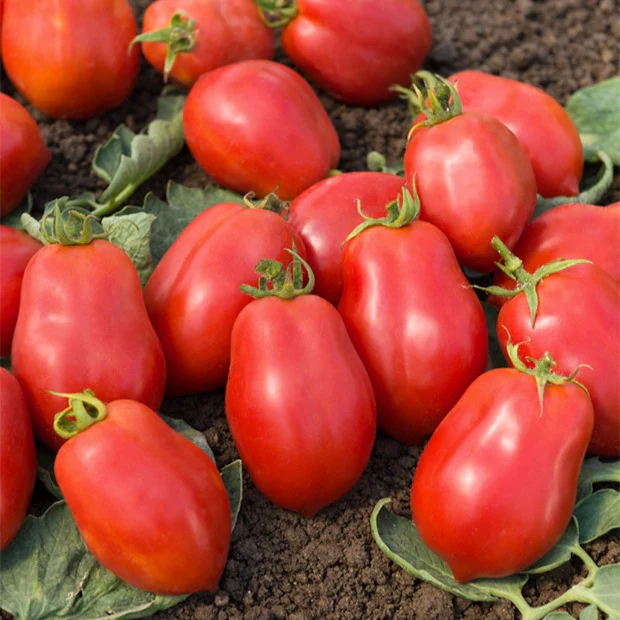 Tomate ‘Roma’ VF