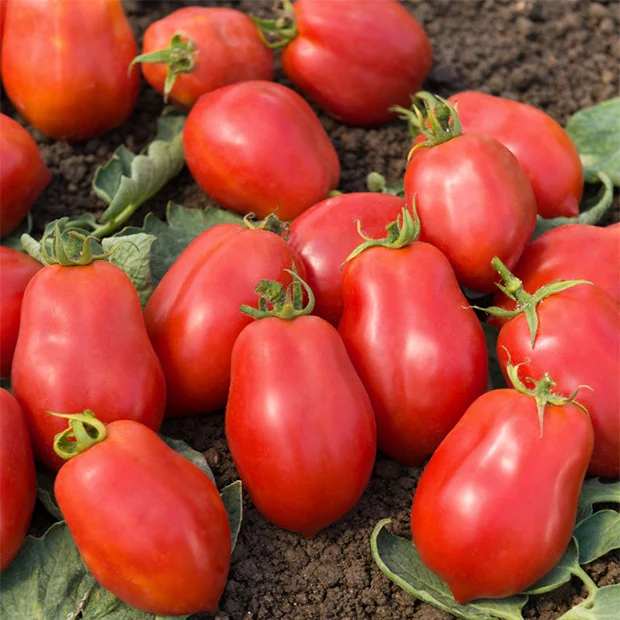 Tomaten-Kollektion (x4) - Image 3