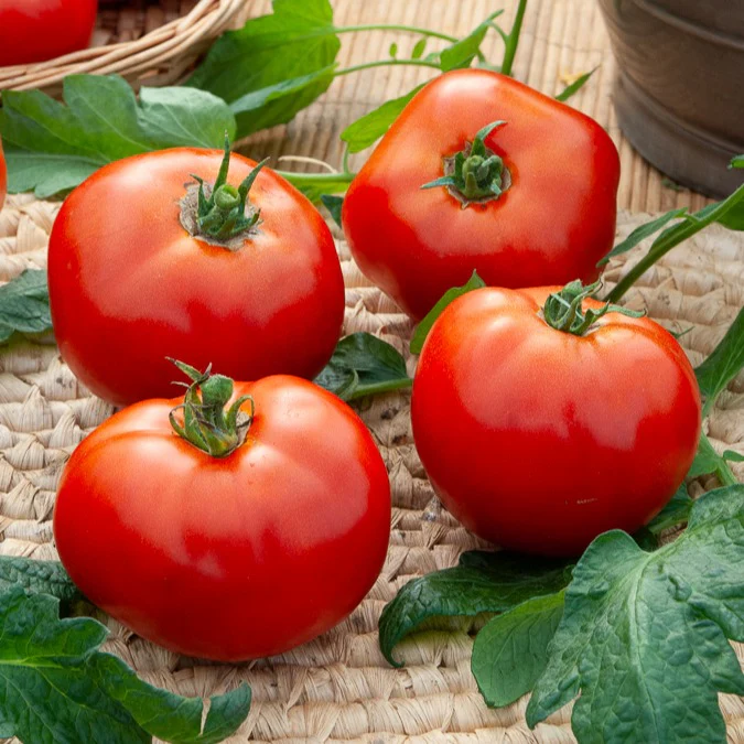 Tomaten-Kollektion (x4) - Image 4