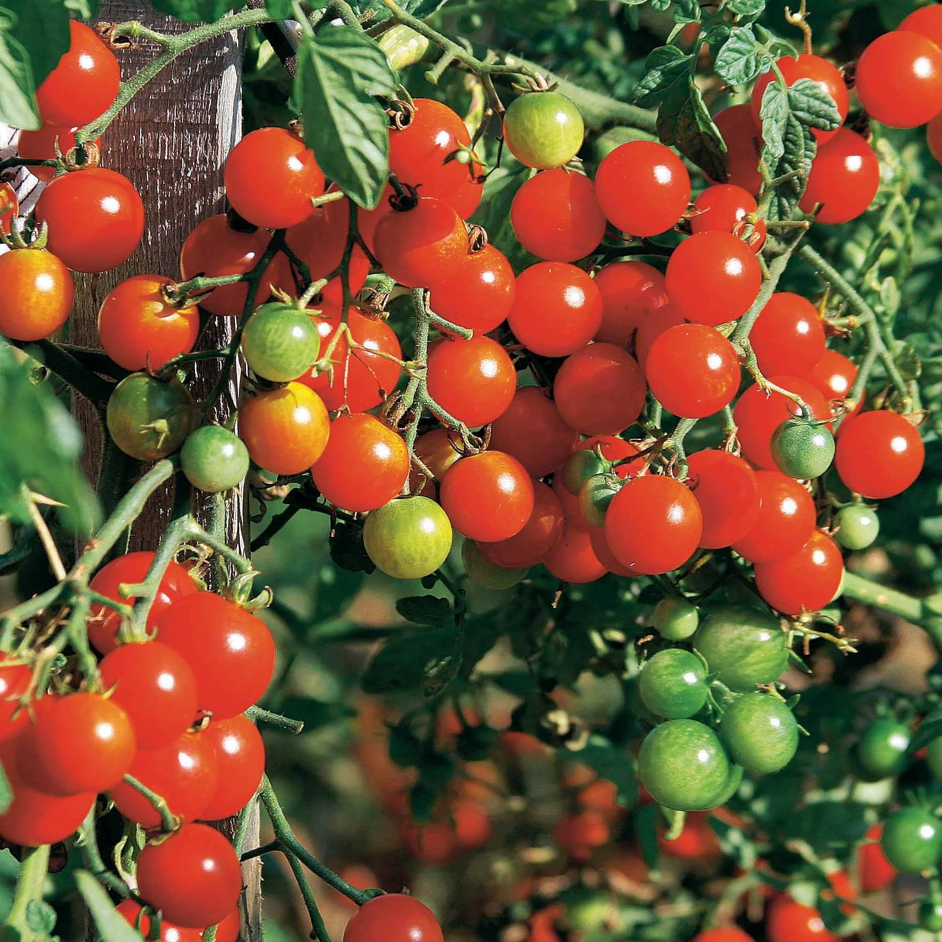 Tomaten-Kollektion (x4) - Image 5