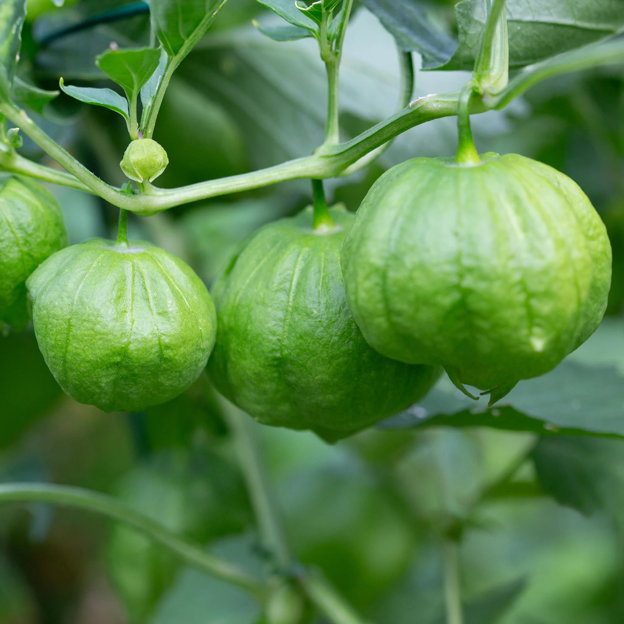 Tomatillo