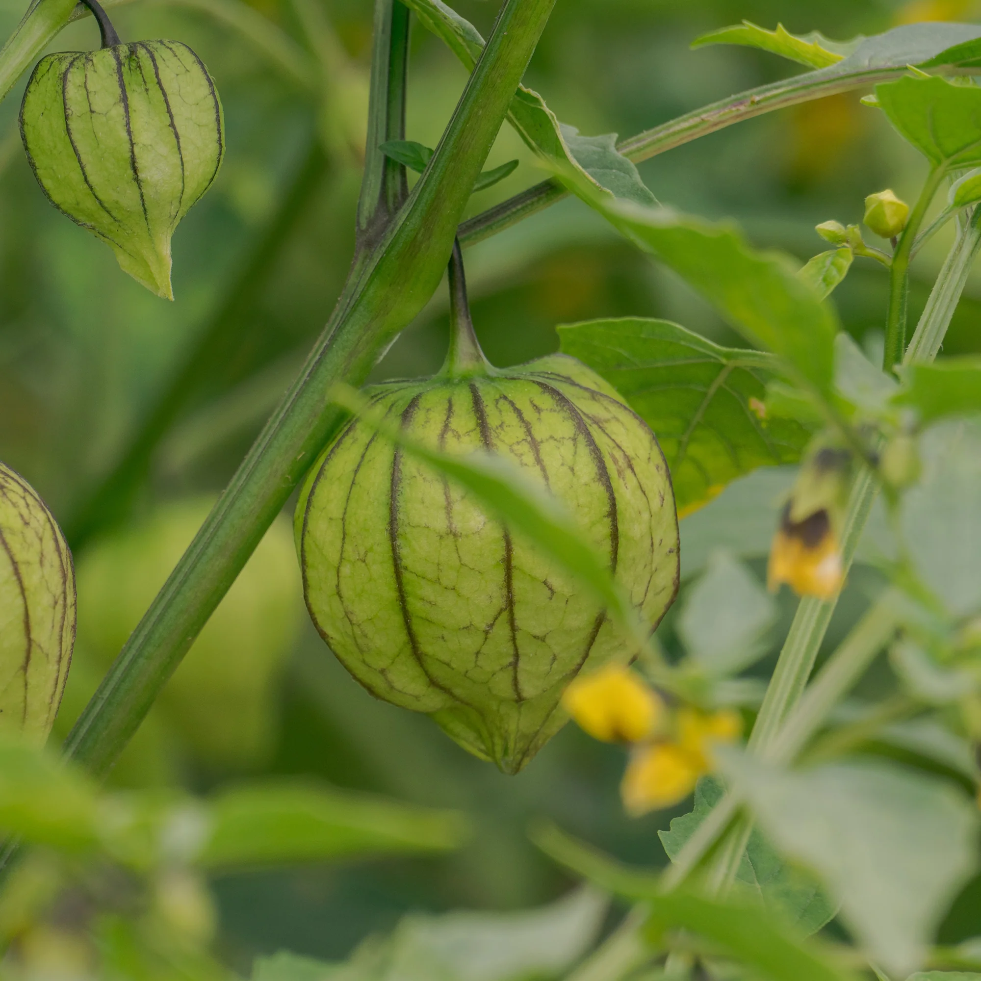 Tomatillo - Image 2