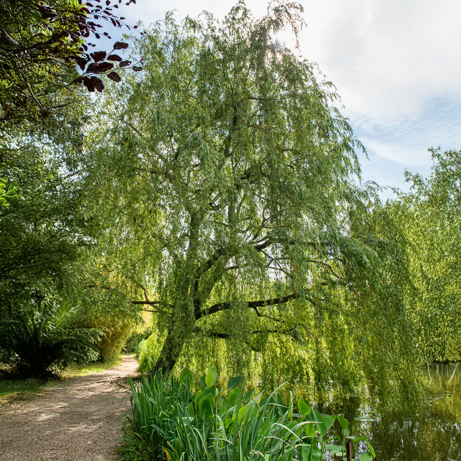 Trauerweide - Image 3