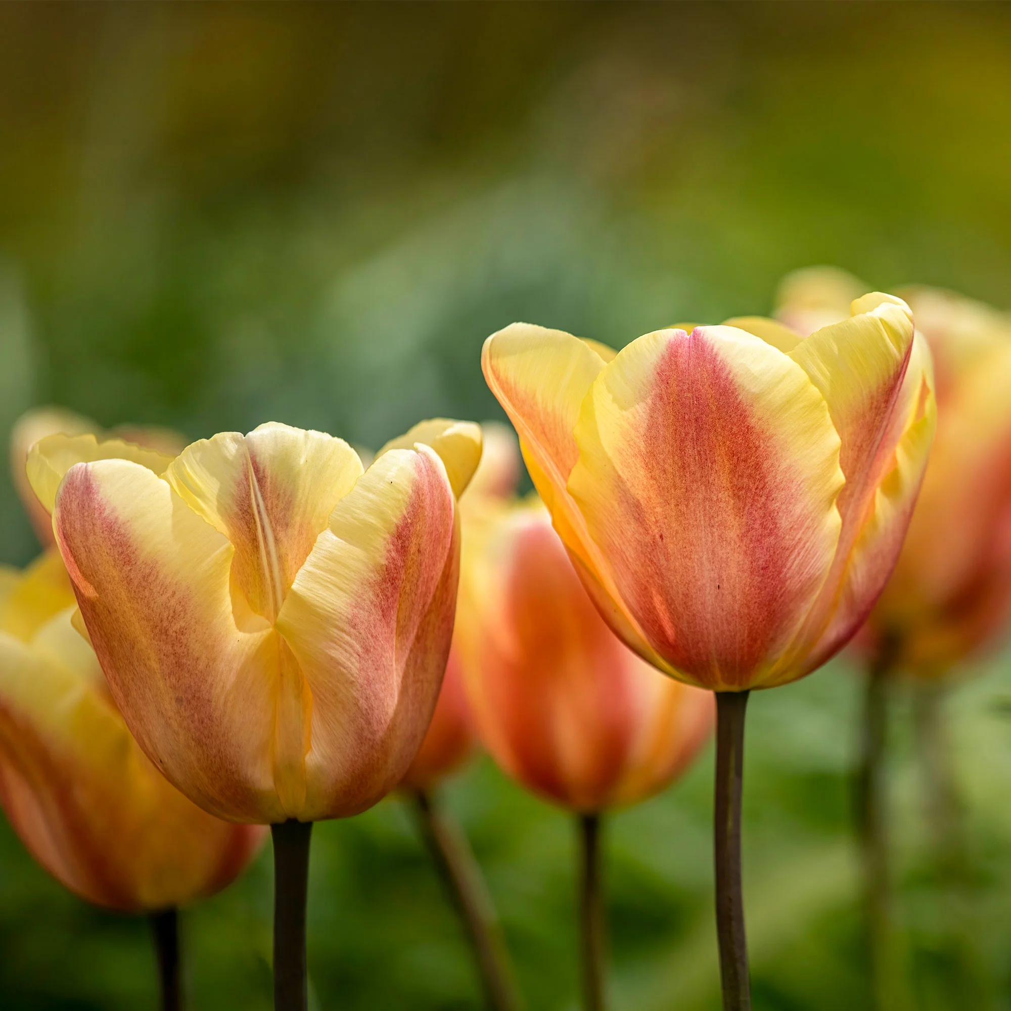 Triumph-Tulpen Apricot Foxx - Image 3