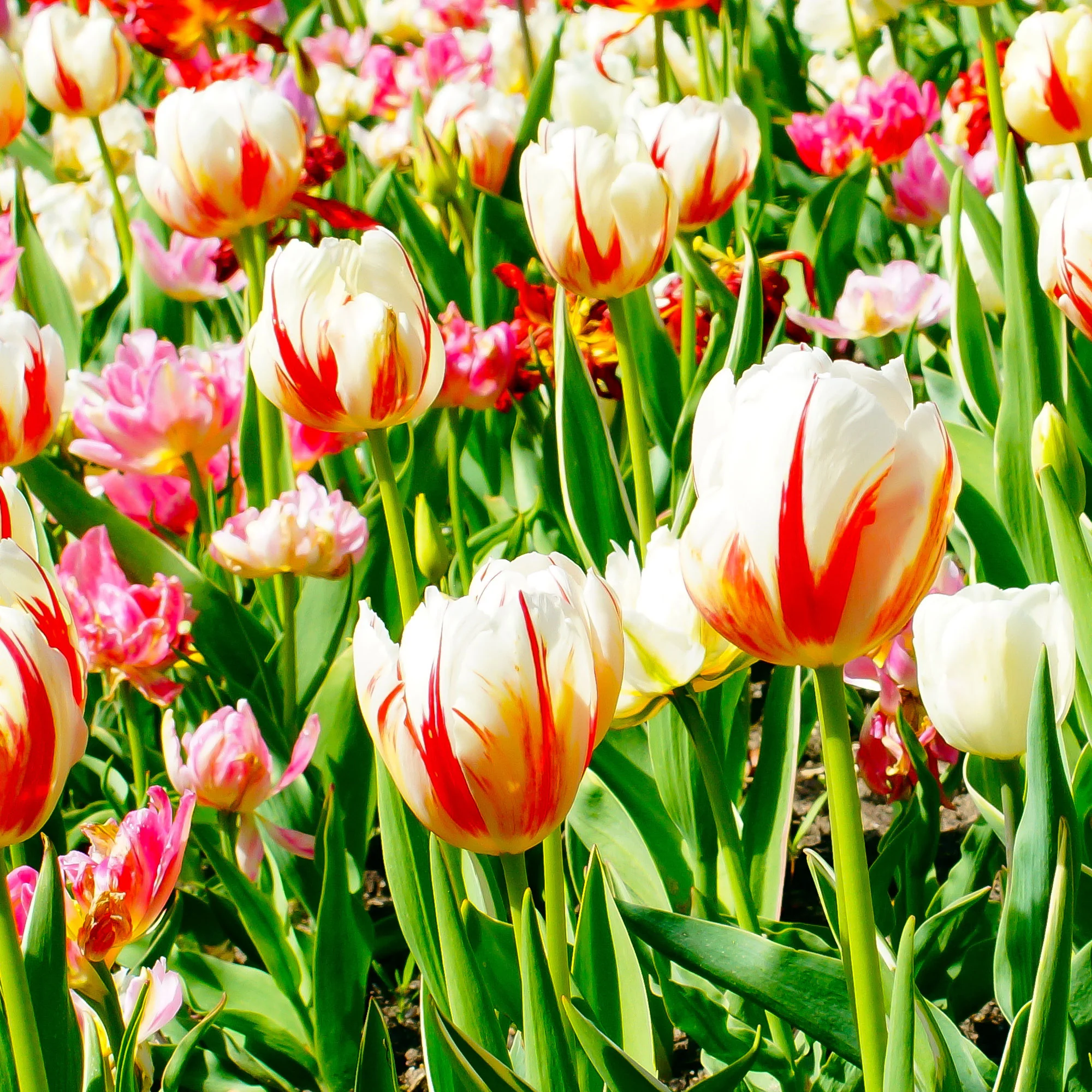 Triumph-Tulpen ‘Carnaval de Rio’ (x10) - Image 2