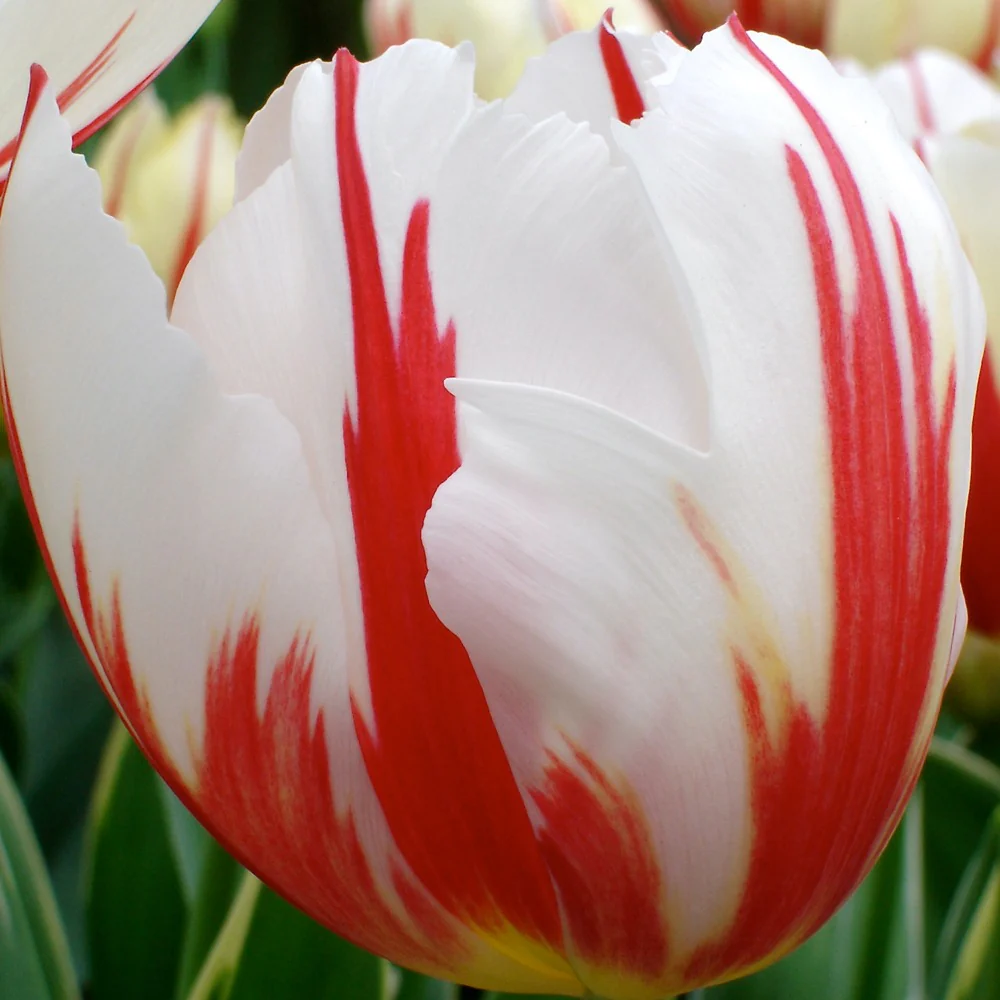 Triumph-Tulpen ‘Carnaval de Rio’ (x10) - Image 3