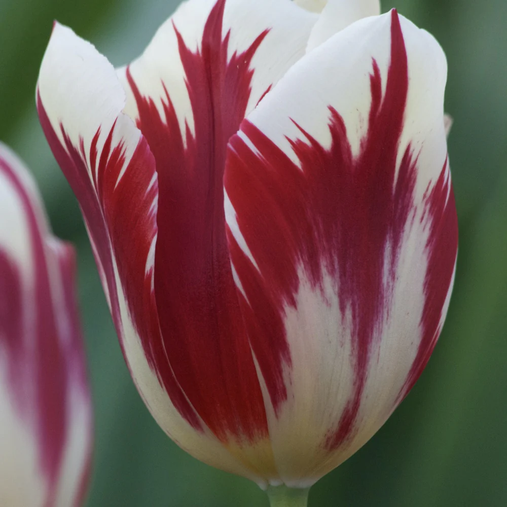 Triumph-Tulpen ‘Grand Perfection’ (x10)