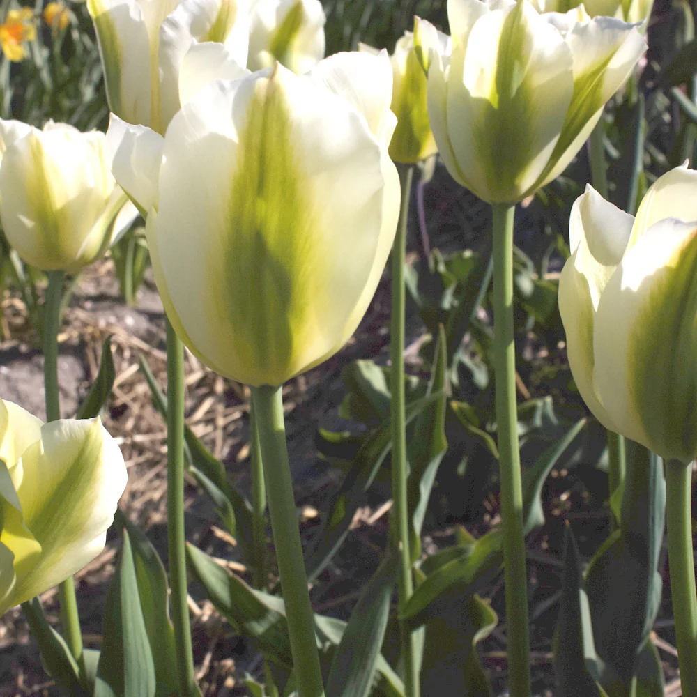 Triumph-Tulpen Green Spirit - Image 2