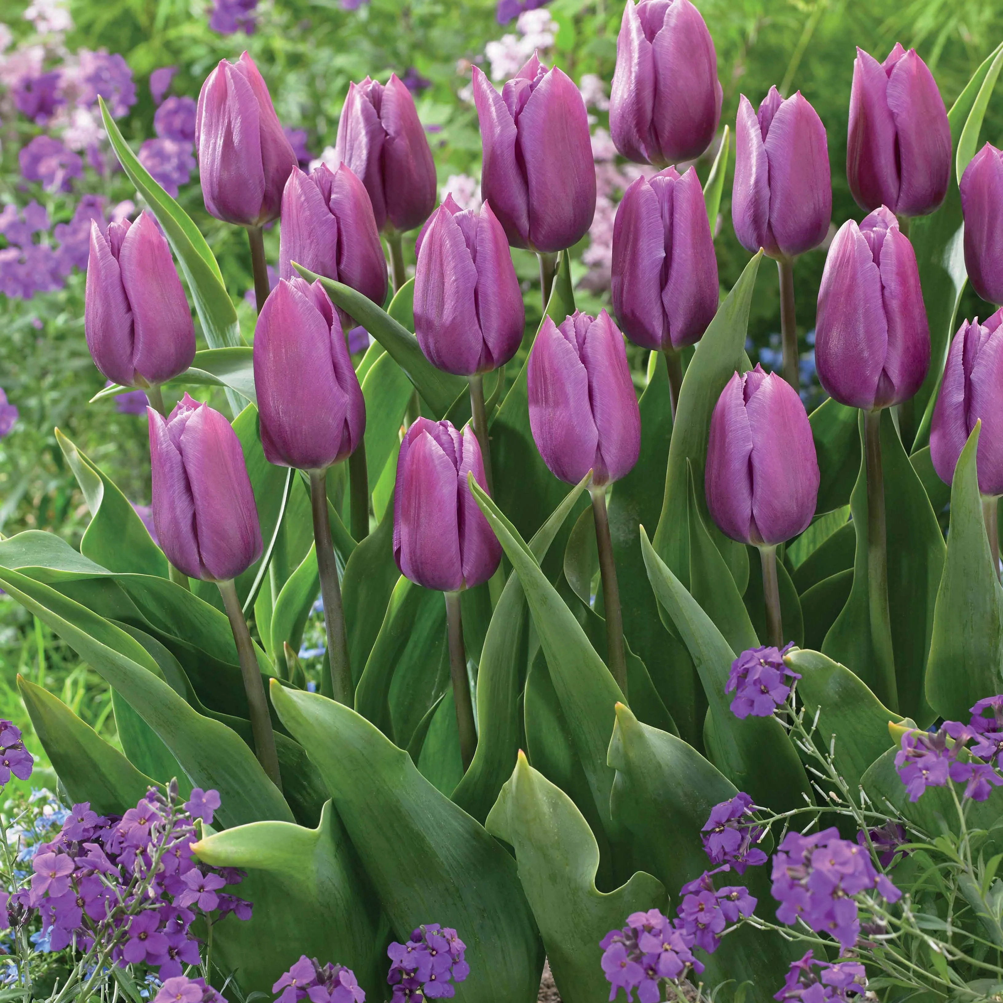 Triumph-Tulpen Kollektion ‘Belleville’ & ‘Blue Beauty’ (x20) - Image 2