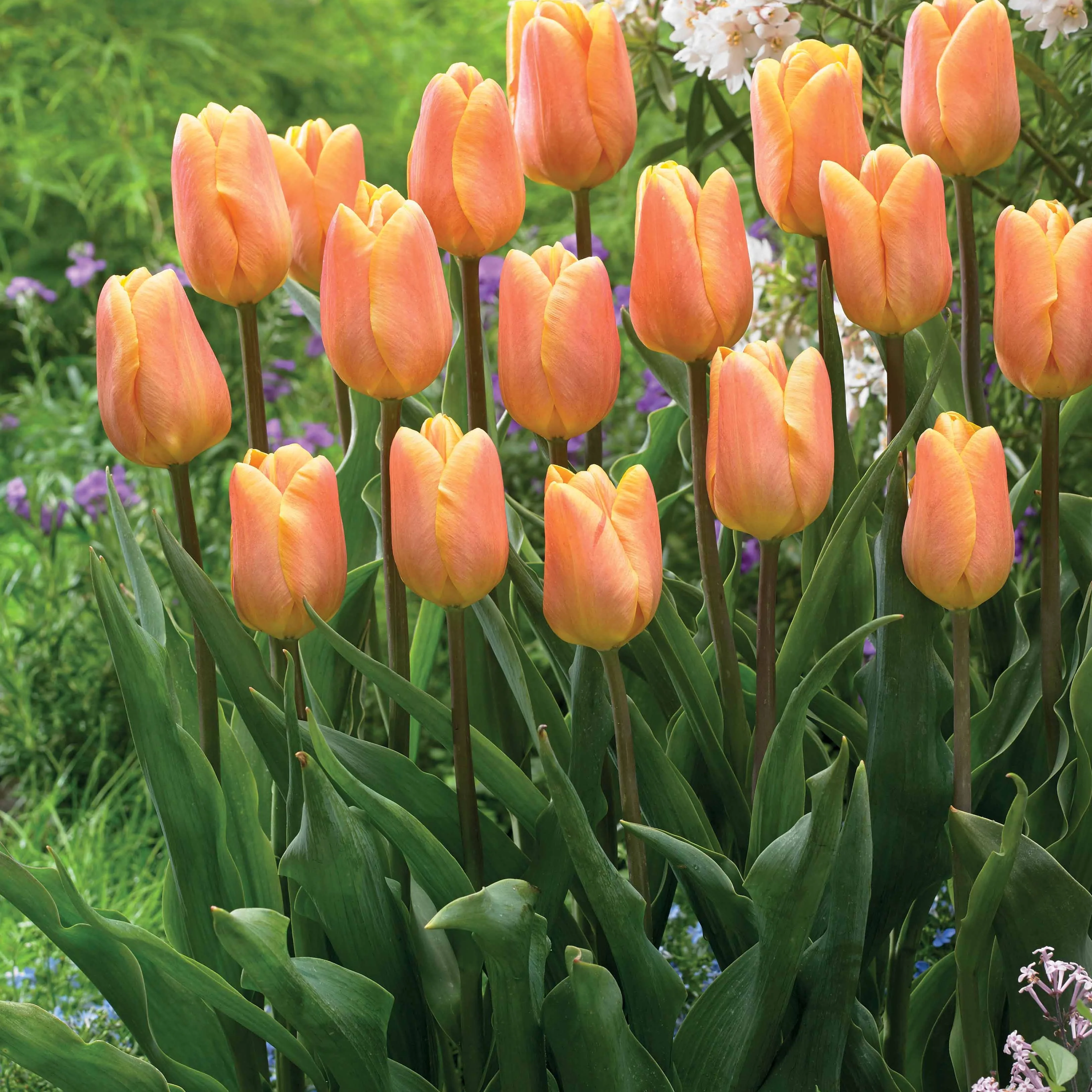 Triumph-Tulpen Kollektion ‘Belleville’ & ‘Blue Beauty’ (x20) - Image 3