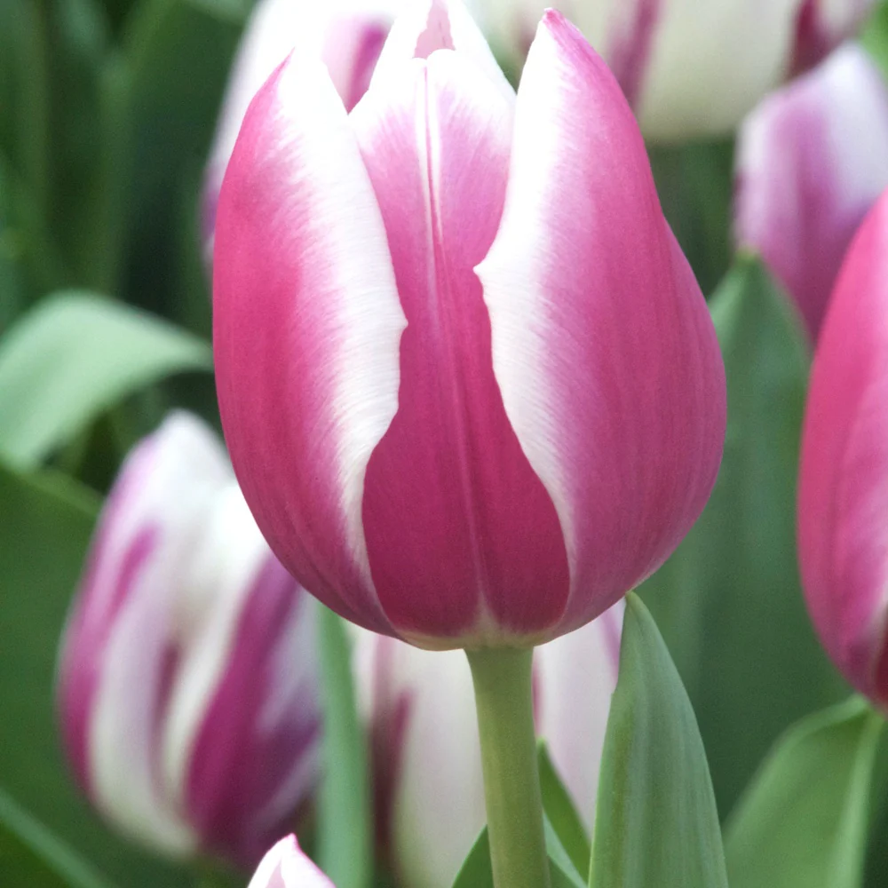 Triumph-Tulpen Synaeda Blue (x10) - Image 3