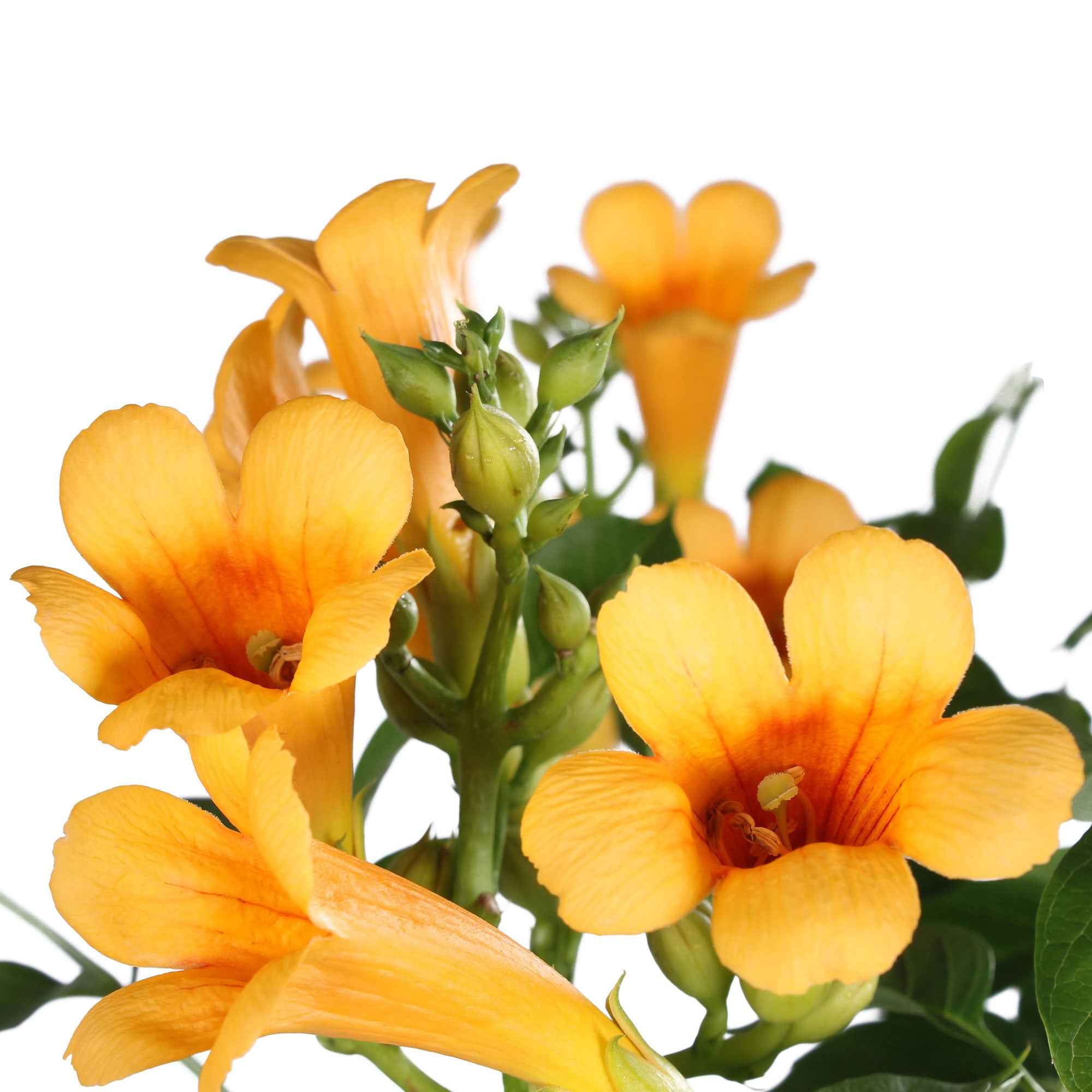 Trompetenblume 'Gold Trumpet' - Image 3