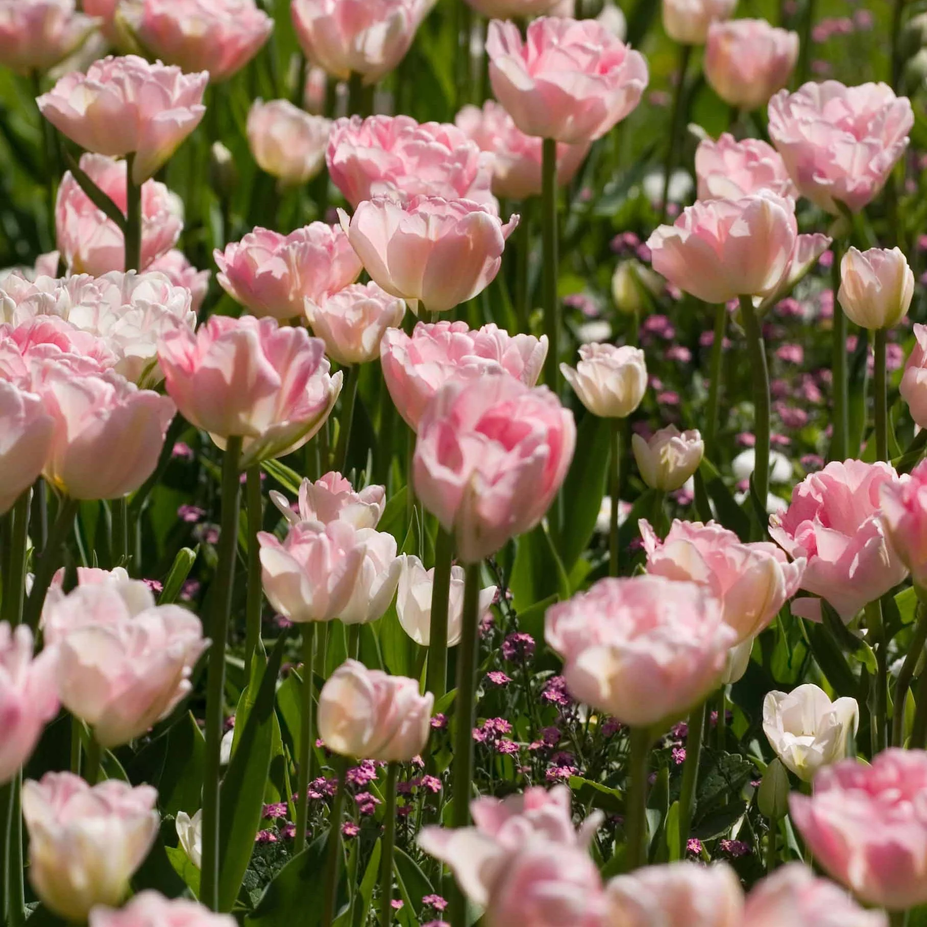 Tulpe Angelique (x10)