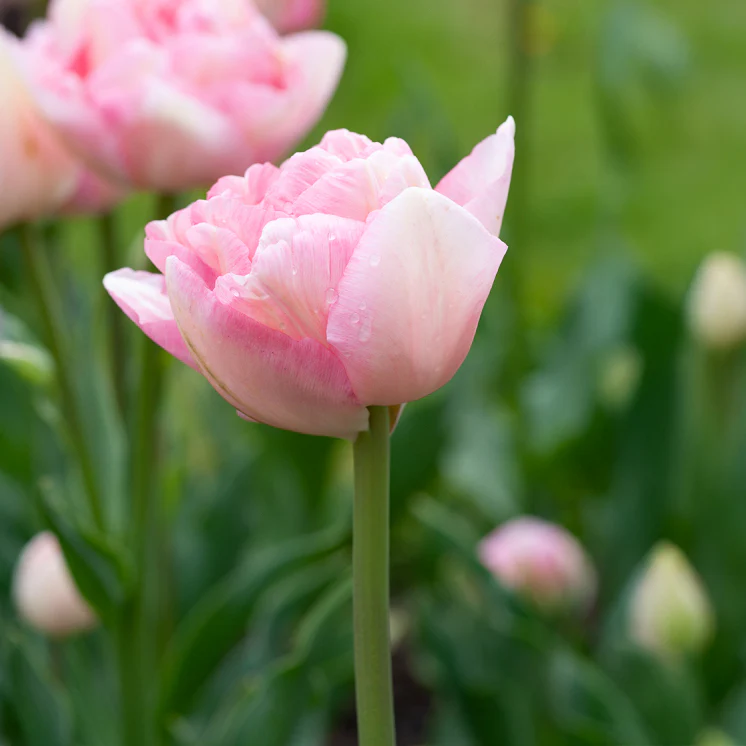 Tulpe Angelique (x10) - Image 2