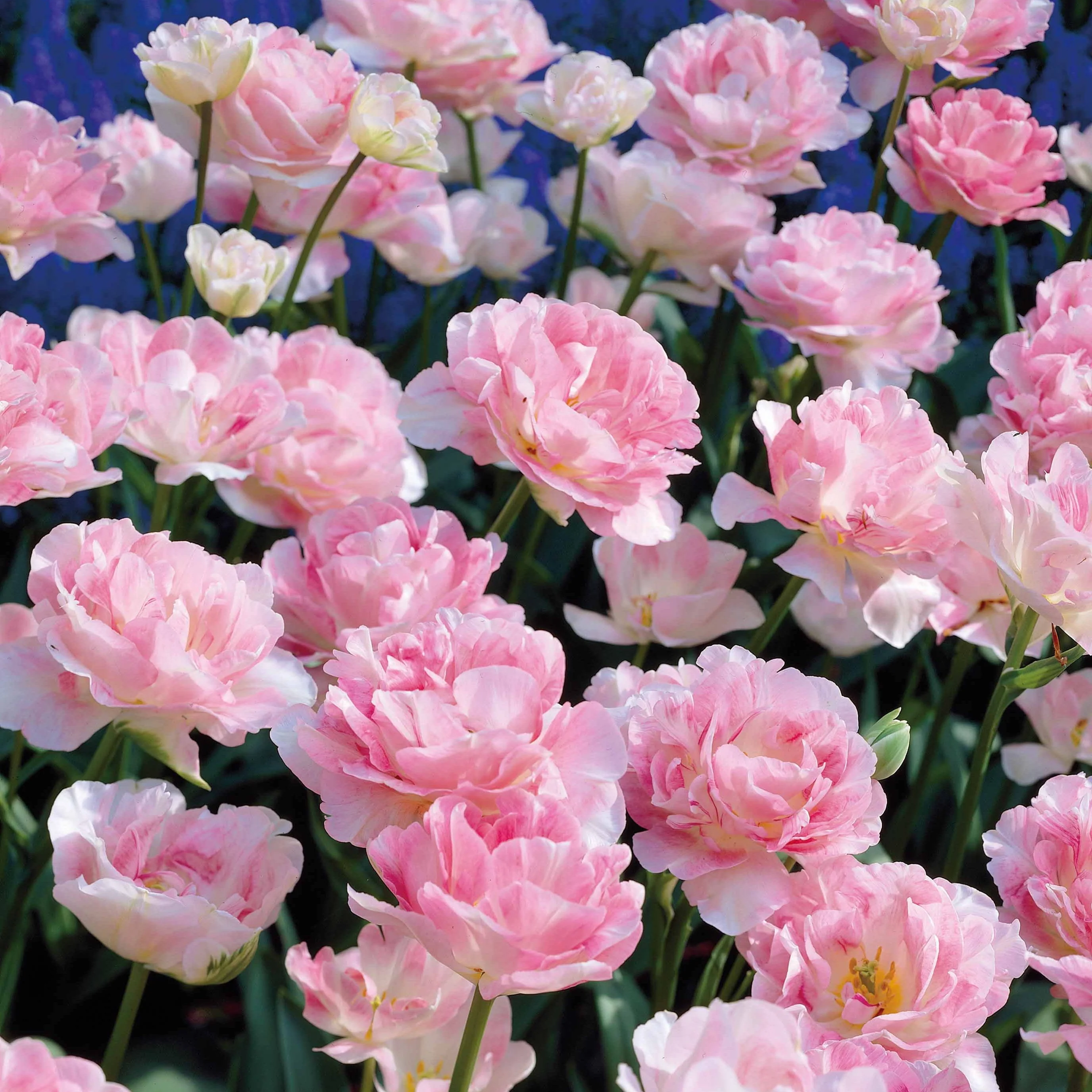 Tulpe Angelique (x10) - Image 3