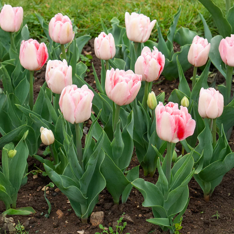 Tulpe Angelique (x10) - Image 4