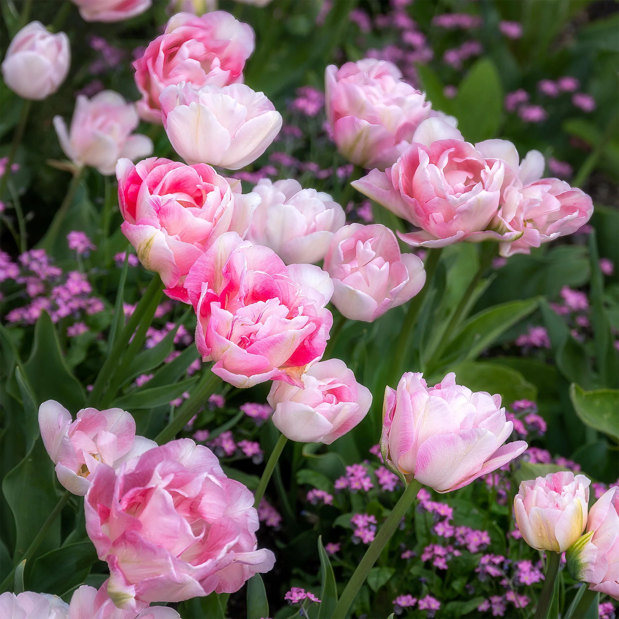 Tulpe Angelique (x10) - Image 5