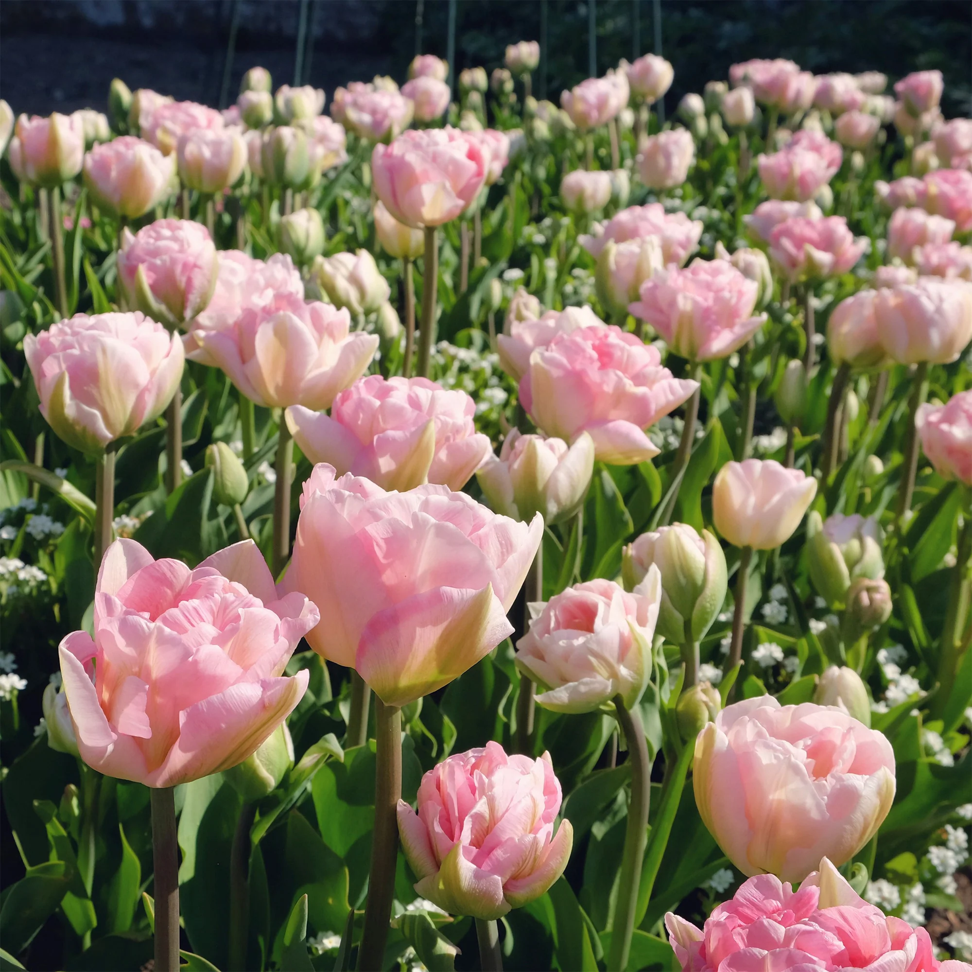 Tulpe Angelique (x10) - Image 6