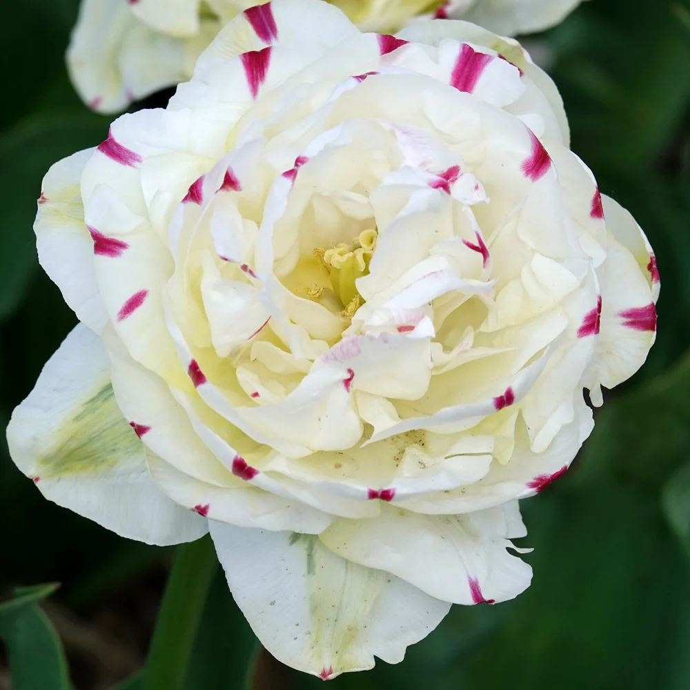 Tulpe 'Dance Line' gefüllt (x7) - Image 2