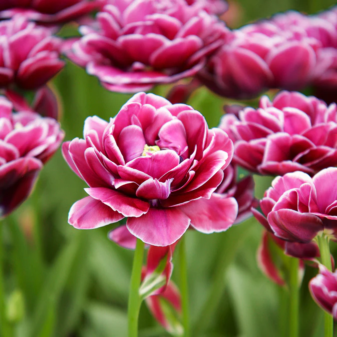 Tulpe Dream Touch (x7) - Image 3