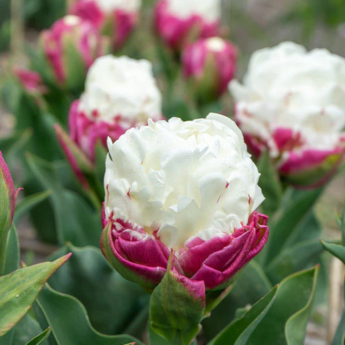 Tulpe 'Ice Cream' gefüllt (x7) - Image 2