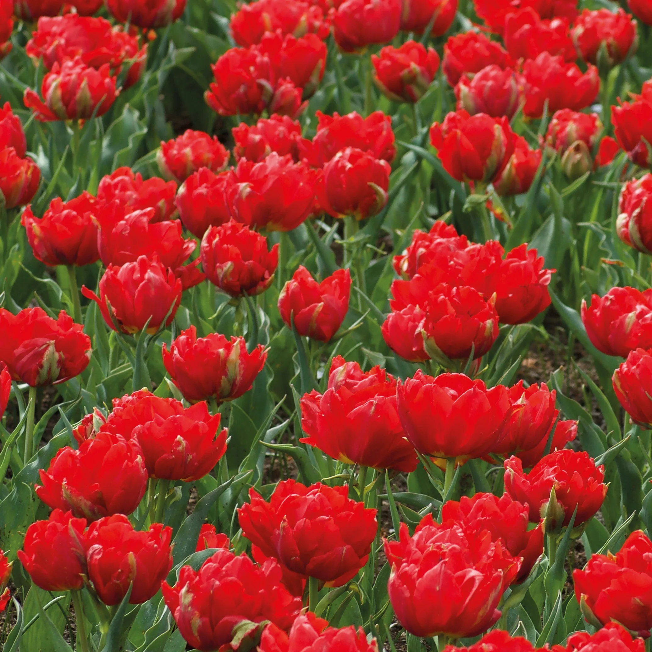 Tulpen ‘Abba’ gefüllt Rot (x7)