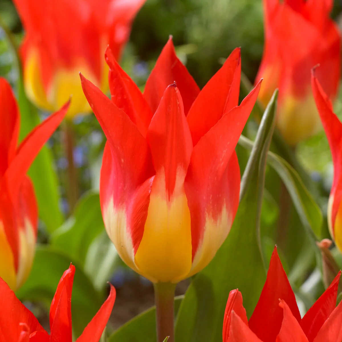 Tulpen ‘Flames Mystery’ (x5) - Image 4