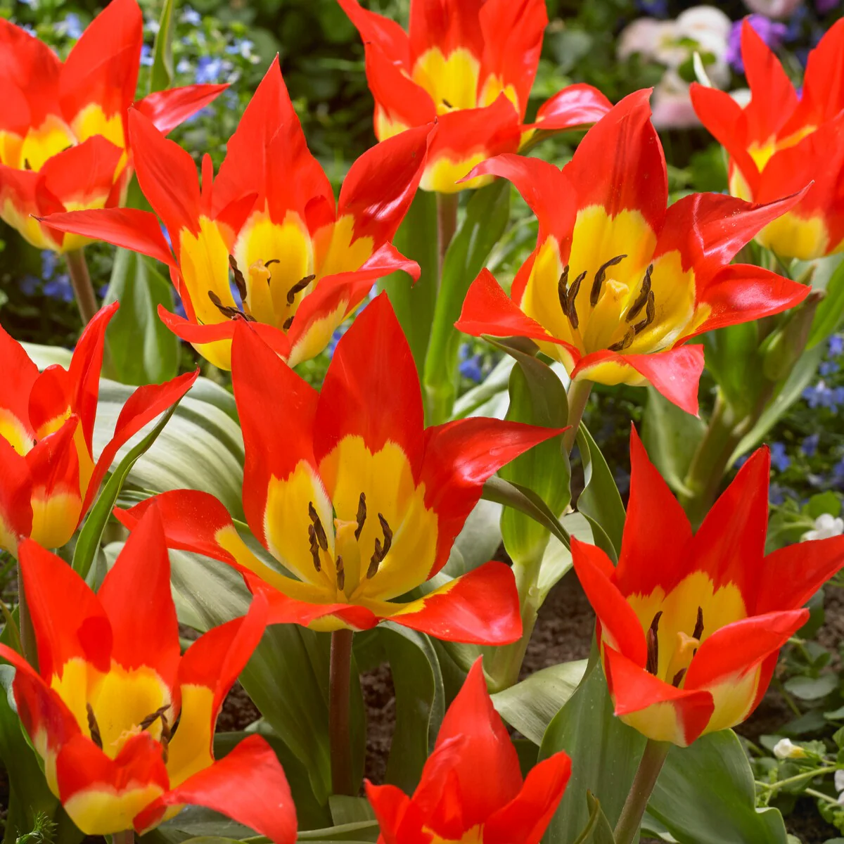 Tulpen ‘Flames Mystery’ (x5) - Image 5