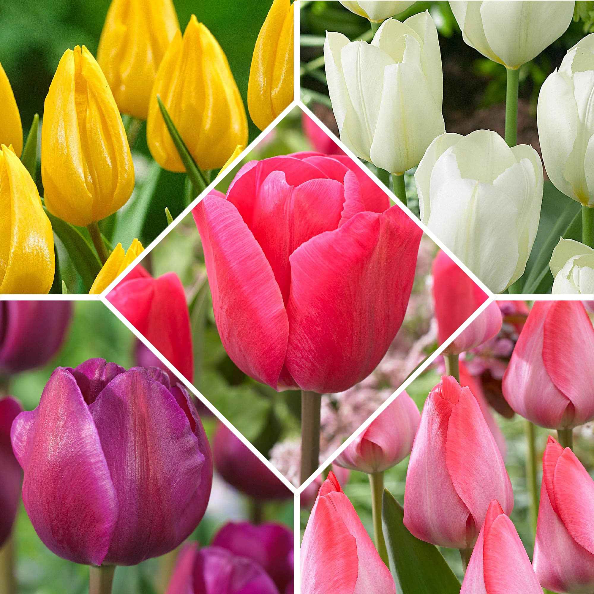 Tulpen 'Happy Garden' Mischung (x50)