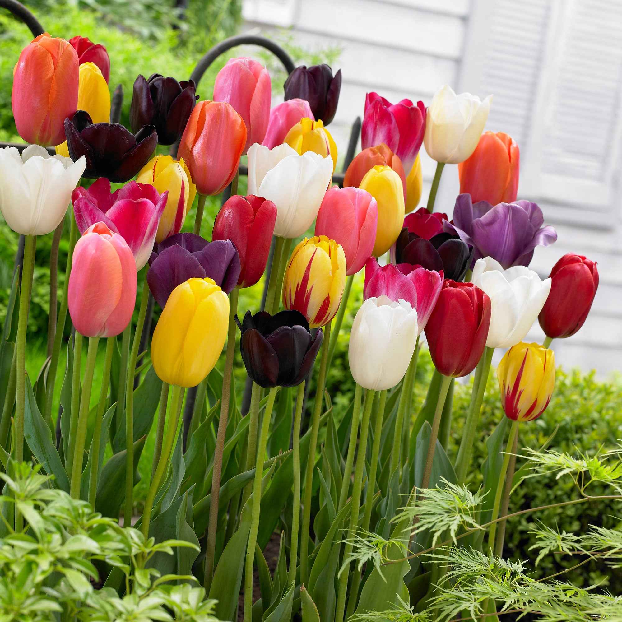 Tulpen Mischung '60 days of Tulips' (x30) - Image 2