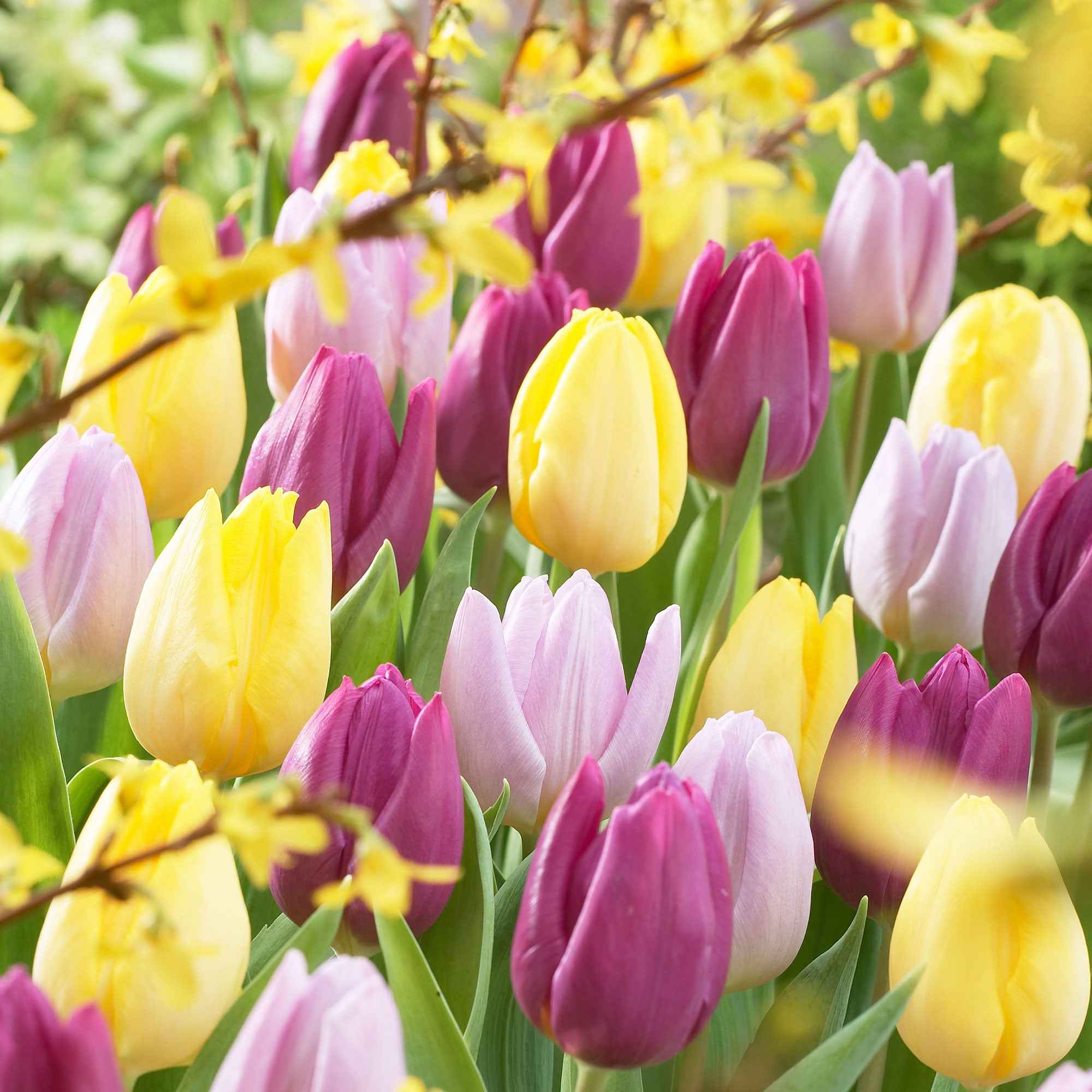 Tulpen Mischung '60 days of Tulips' (x30) - Image 3