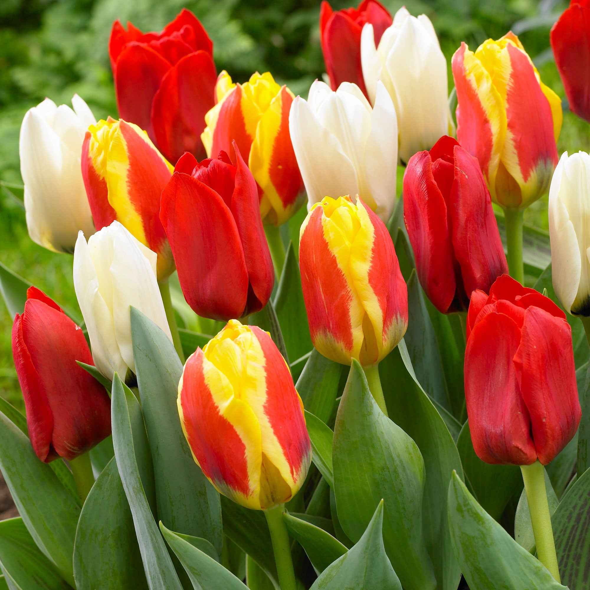 Tulpen Mischung '60 days of Tulips' (x30) - Image 4